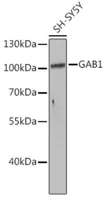 Western Blot: GAB1 Antibody [NBP3-05066] - Western blot analysis of extracts of SH-SY5Y cells, using GAB1 antibody (NBP3-05066) at 1:1000 dilution. Secondary antibody: HRP Goat Anti-Rabbit IgG (H+L) at 1:10000 dilution. Lysates/proteins: 25ug per lane. Blocking buffer: 3% nonfat dry milk in TBST. Detection: ECL Basic Kit. Exposure time: 80s.